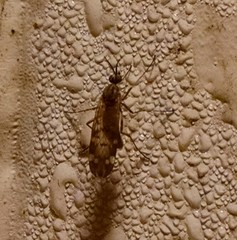 Sylvicola alternatus