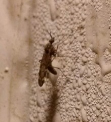 Sylvicola alternatus