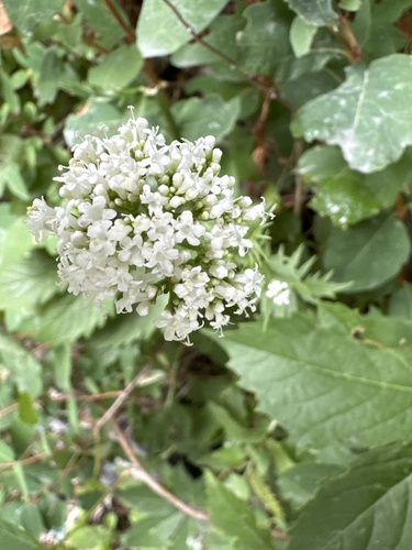 Valeriana officinalis