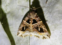 Avatha rufiscripta