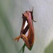 Tarsolepis malayana - Photo 由 Jonathan Newman 所上傳的 (c) Jonathan Newman，保留部份權利CC BY-NC