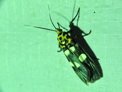 Vitessa teleroma