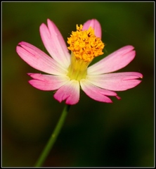Cosmos caudatus