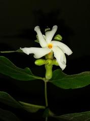 Nyctanthes arbor-tristis