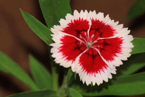 Dianthus chinensis × barbatus