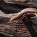 Western Three-striped Skink - Photo (c) David Renoult, some rights reserved (CC BY-NC), uploaded by David Renoult