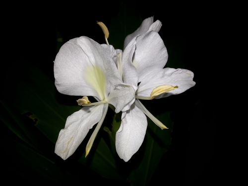 Butterfly ginger lily