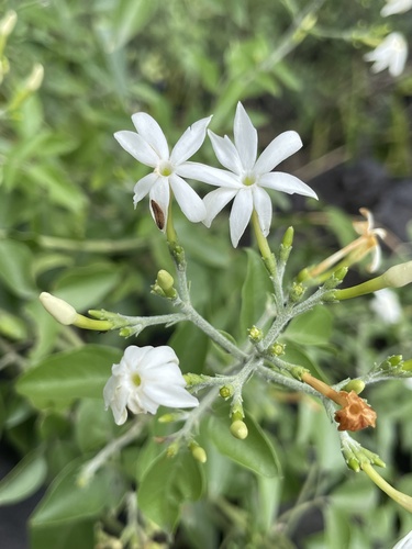 Jasminum multiflorum