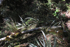Chionochloa