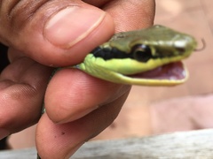 Dendrelaphis marenae
