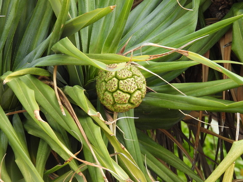 Pandanus tectorius observed 2023-07-15