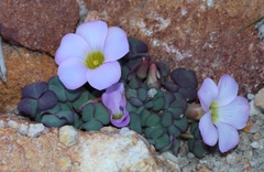 Oxalis depressa-pocockiae