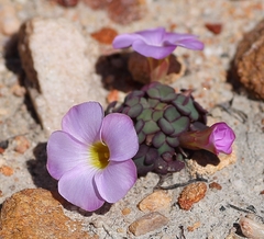Oxalis depressa-pocockiae