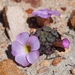 Oxalis depressa-pocockiae - Photo (c) Marion Maclean, μερικά δικαιώματα διατηρούνται (CC BY-NC), uploaded by Marion Maclean