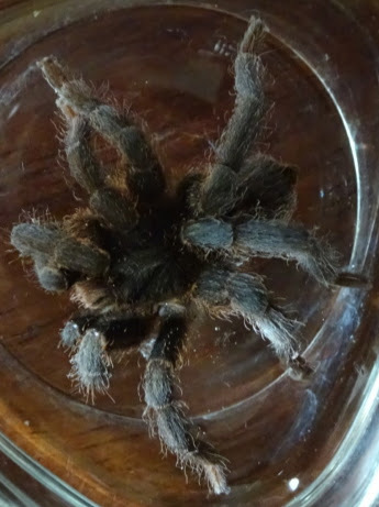 Anoploscelus celeripes
