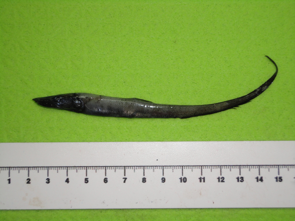Baldhead Halosaur