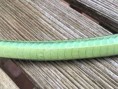 Dendrelaphis marenae