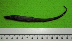 Baldhead Halosaur photo 4