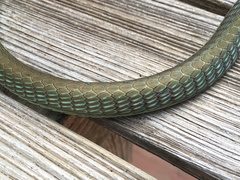 Dendrelaphis marenae