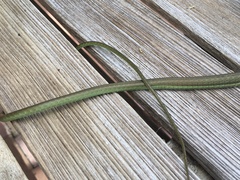 Dendrelaphis marenae