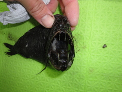 Anoplogaster cornuta
