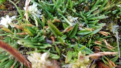 Plantago unibracteata