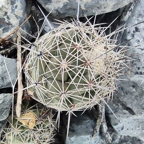 Coryphantha durangensis
