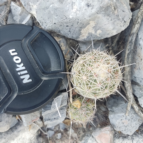 Coryphantha durangensis