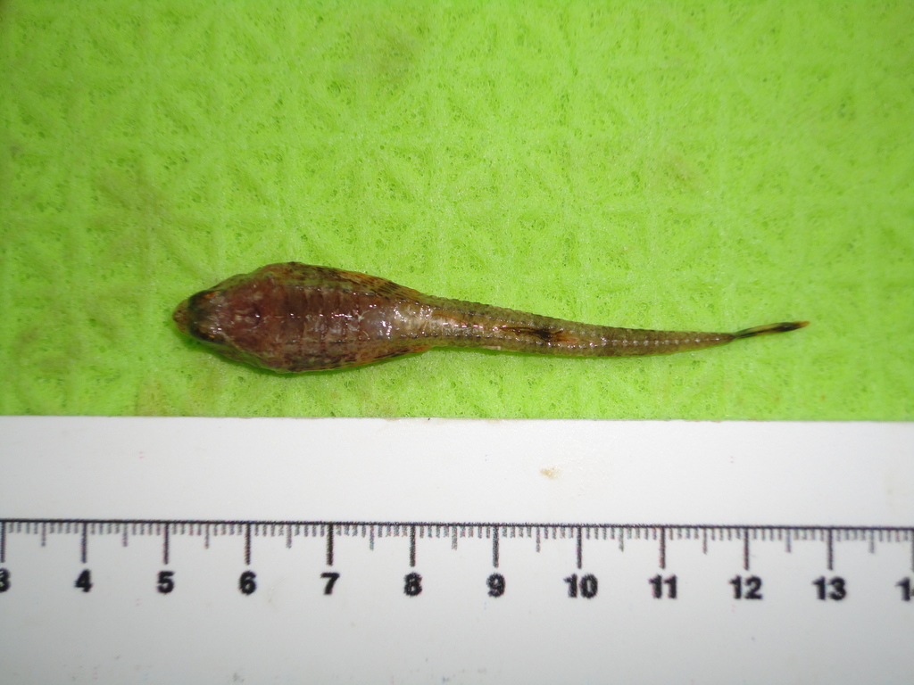 Arctic alligatorfish (Aspidophoroides olrikii) — Agonidae