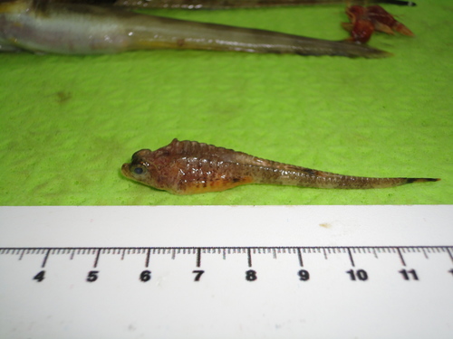 Arctic Alligatorfish