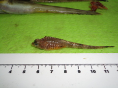 Arctic Alligatorfish photo 3