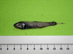 Madeira Lantern Fish photo 2