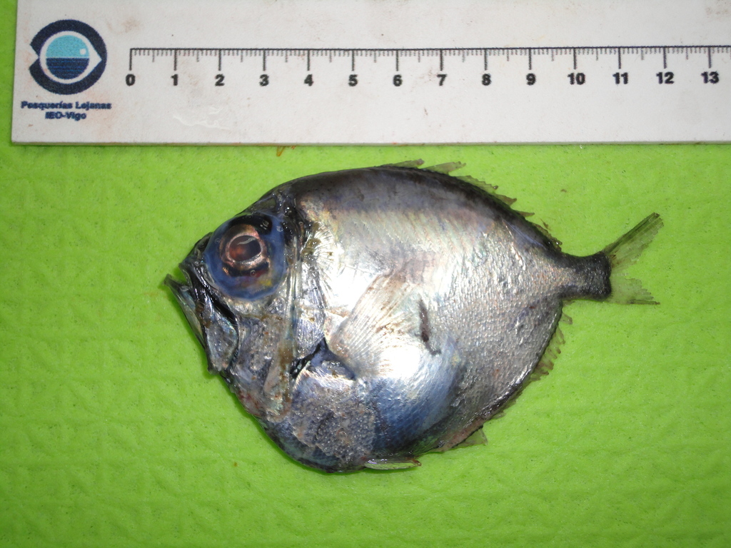Silver Spinyfin