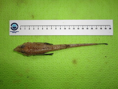 Leptagonus decagonus