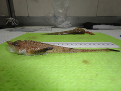 Leptagonus decagonus