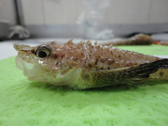 Leptagonus decagonus