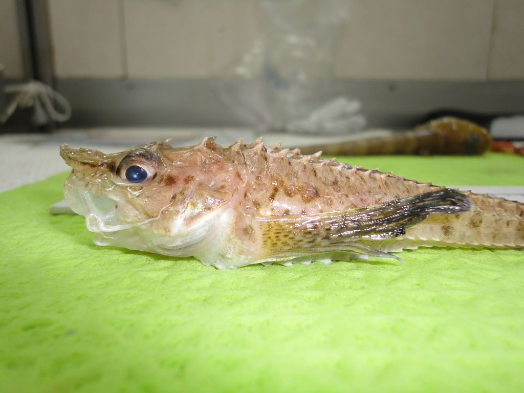 Atlantic Poacher