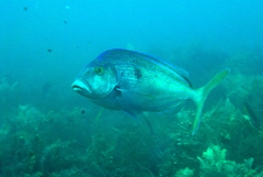 Nemadactylus valenciennesi