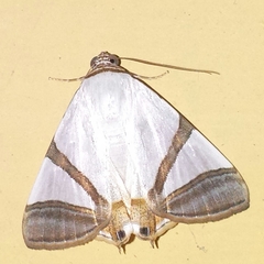 Eulepidotis persimilis image
