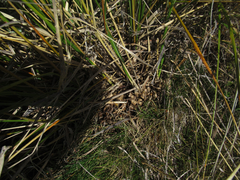 Chionochloa