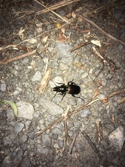 Megadromus antarcticus