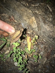 Megadromus antarcticus