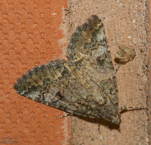 Eubolina moth photo 5