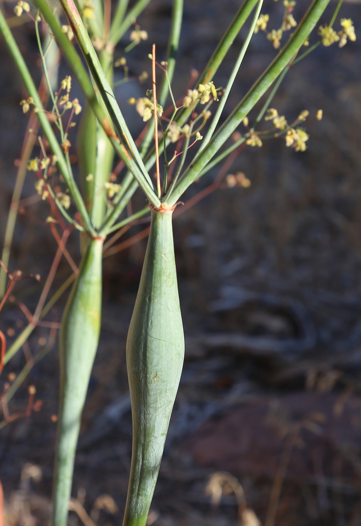 Desert Trumpet (Plants of Lake Mead National Recreation Area) · iNaturalist