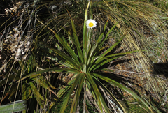 Celmisia armstrongii