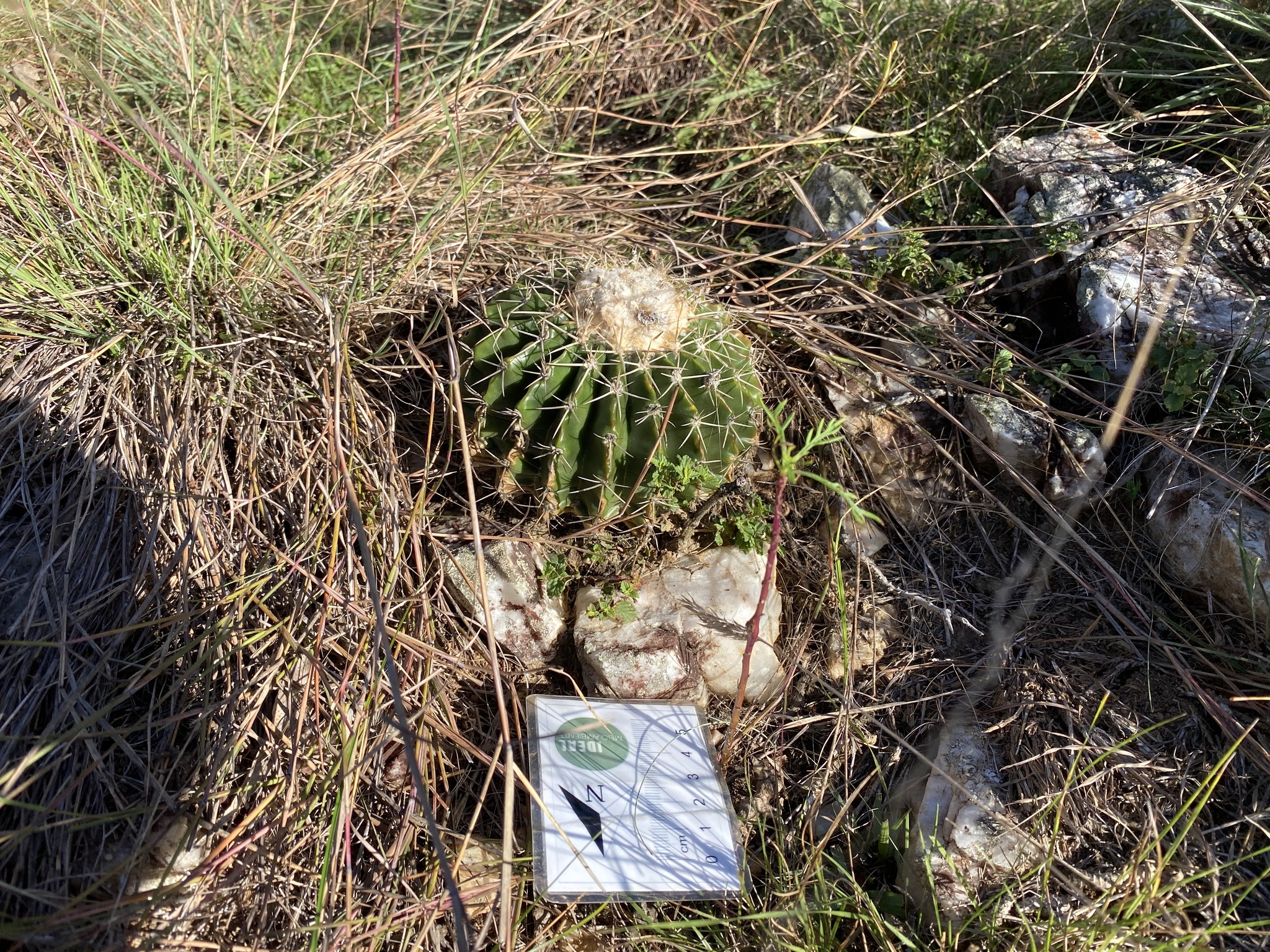 Parodia erinacea
