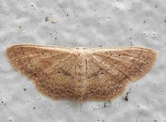 Idaea trisetata