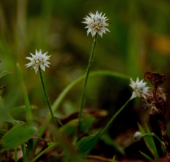 Eriocaulon stellulatum