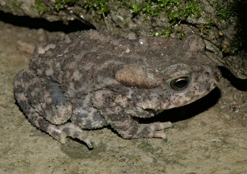 Günther's High Altitude Toad, Duttaphrynus himalayanus