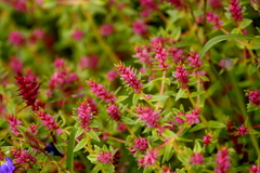 Rotala